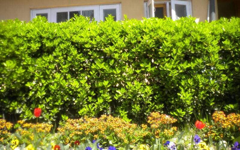 Blooming Dale Hotel Cottages, Srinagar 4